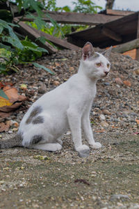 Portrait of white cat on field