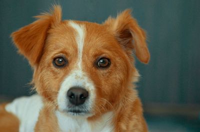 pet