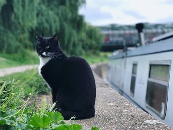 Close-up of black cat sitting by boat