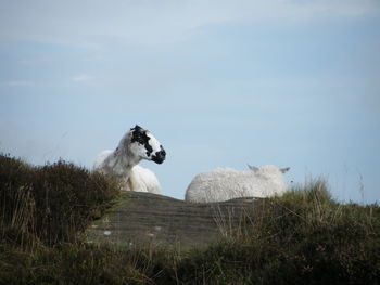 Horse on field against sky