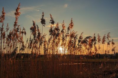 Scenic view of field against sky at sunset