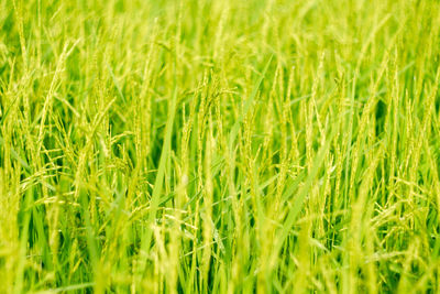 Full frame shot of corn field