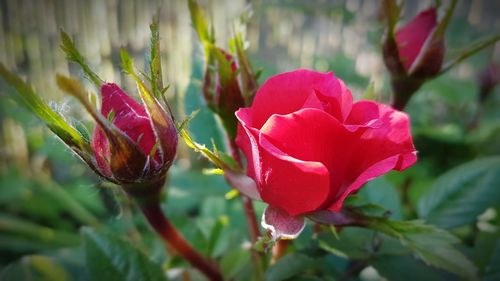 Close-up of pink flower blooming outdoors