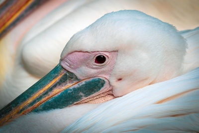 Close-up of a bird