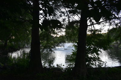 Scenic view of lake in forest