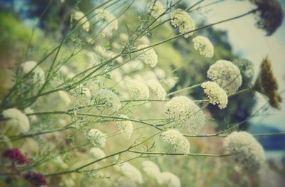 Close-up of white flowering plant