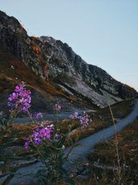 Scenic view of flowering plants and mountains against sky