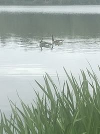 View of ducks swimming in lake
