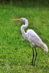 Side view of a bird on field