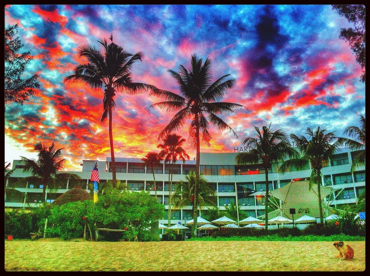 tree, palm tree, transfer print, sky, sunset, auto post production filter, cloud - sky, growth, beauty in nature, tranquility, nature, scenics, cloud, cloudy, tranquil scene, orange color, tree trunk, grass, landscape, field