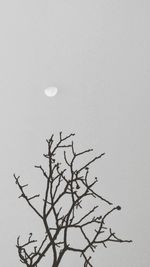 Low angle view of bare tree against clear sky