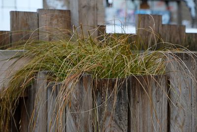 Close-up of grass