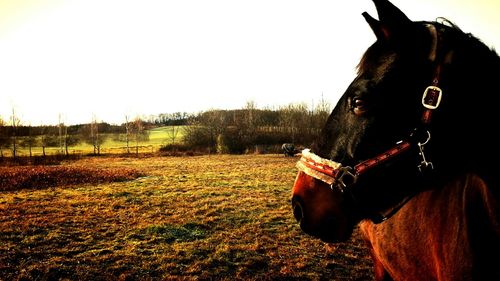 Horse grazing on field