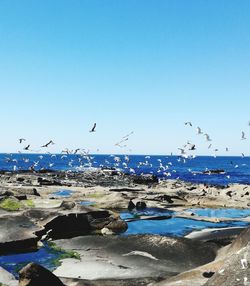 Birds flying over beach against sky
