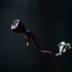 Close-up of dead flower plant