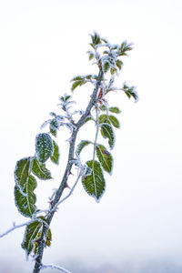 Close-up of snow covered plant against sky