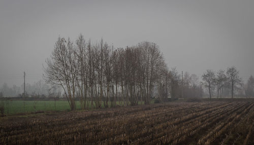 Trees on field against sky