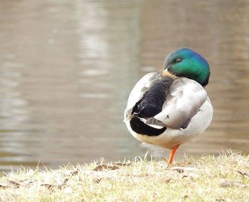 Close-up of bird on grass