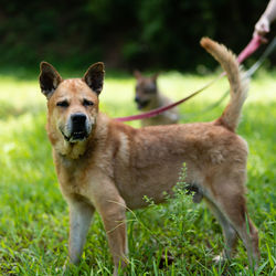 Portrait of dog standing on field