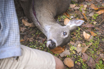 High angle view of man kneeling by dead deer