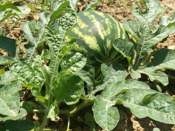 Close-up of fresh green plants