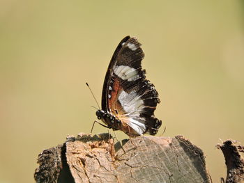 Close-up of butterfly on rock