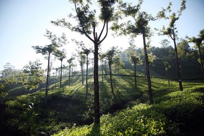 Trees on grassy field