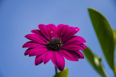 Close-up of pink flower against blue sky