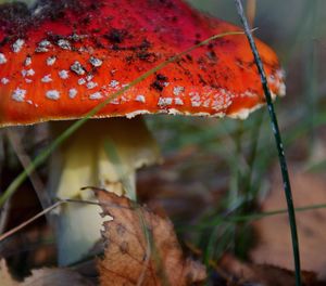 Close-up of bright autumn fly amanita