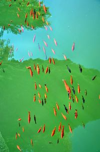 High angle view of leaves in lake