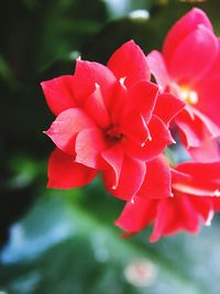 Close-up of wet red flower blooming outdoors