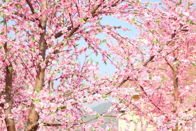 Low angle view of pink flower tree against clear sky