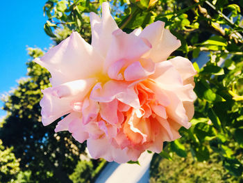 Close-up of pink rose flower