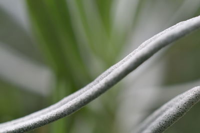 Close-up of fresh green plant