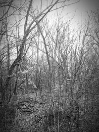 Bare trees against sky