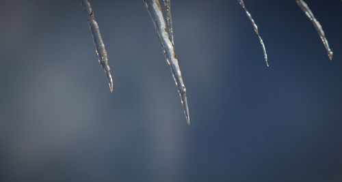 Low angle view of icicles against sky