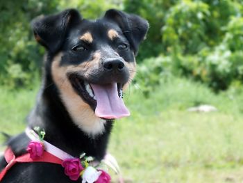 Close-up portrait of a dog