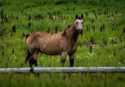 Horse standing in a field