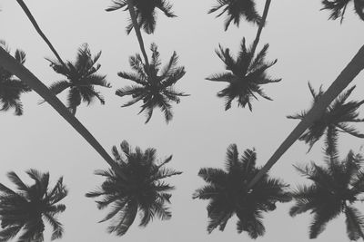 Low angle view of palm trees against clear sky