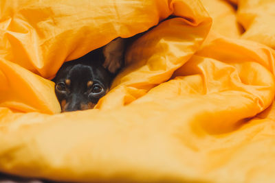 Portrait of dog under blanket on bed