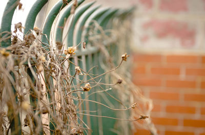 Close-up of dry plants against blurred background