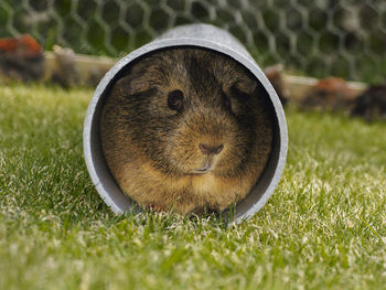 A guinea pig sits happily in its drainpipe shelter.