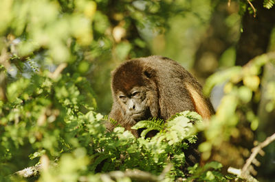 Monkey on a tree