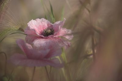 Close-up of pink flower