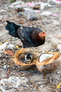 High angle view of a bird on field