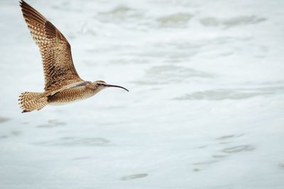 Seagull flying over water