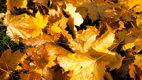 Close-up of yellow autumn leaves