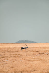 Horse in a field