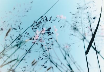 Low angle view of flowering plant against sky during winter