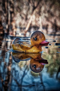 Close-up of a duck in a lake